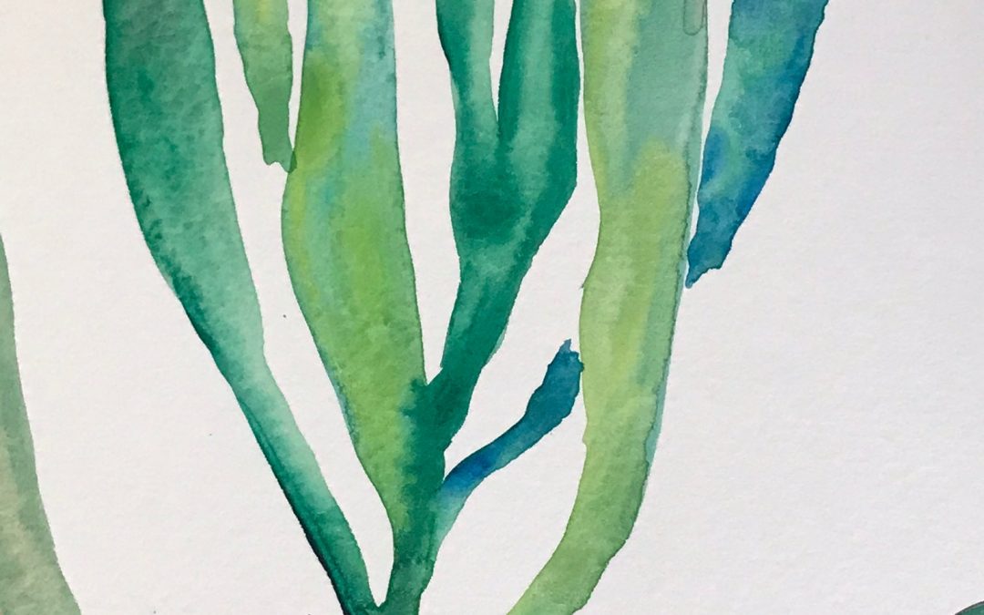 New Succulent Botanical Watercolors!