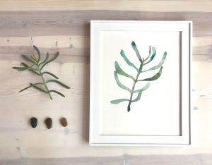 Succulent Watercolor