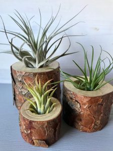 Pine Air Plant Holders