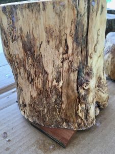 Palo Verde Stump