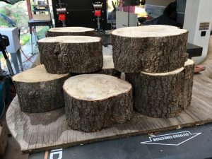 Palo Verde Stumps