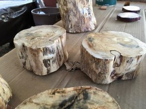 Sanding Tree Stumps